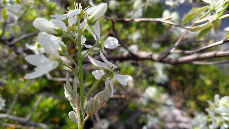 アメリカザイフリボクの花 川崎市幸区創造のもり