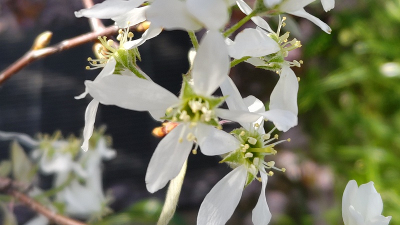 アメリカザイフリボクの花 川崎市幸区創造のもり