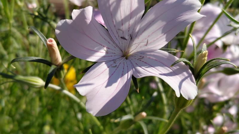 ムギセンノウの花 川崎市幸区さいわいふるさと公園