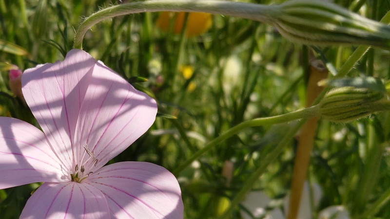 ムギセンノウの花 川崎市幸区さいわいふるさと公園