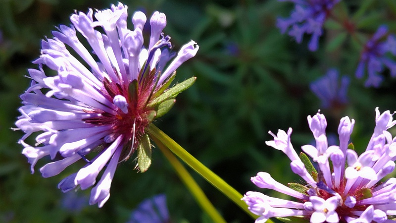 タマクルマバソウの花 川崎市幸区さいわいふるさと公園