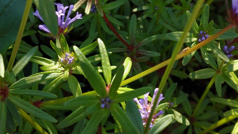 アラセイトウの花 川崎市幸区さいわいふるさと公園