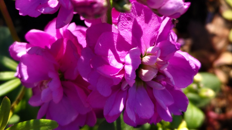 アラセイトウの花 川崎市幸区さいわいふるさと公園