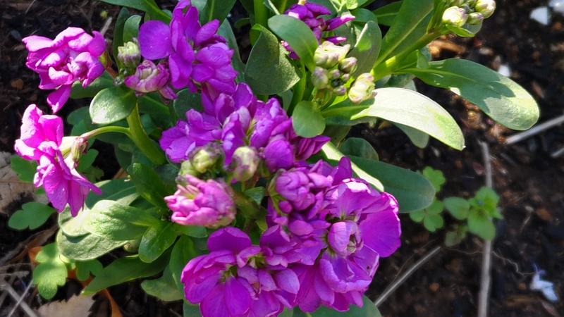 アラセイトウの花 川崎市幸区さいわいふるさと公園