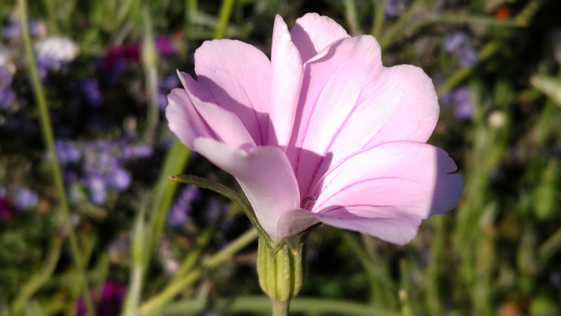 ムギセンノウの花 川崎市幸区さいわいふるさと公園