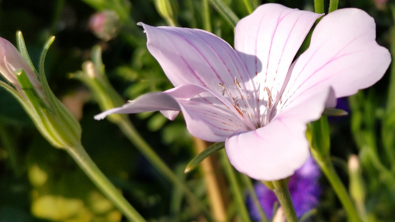 ムギセンノウの花 川崎市幸区さいわいふるさと公園