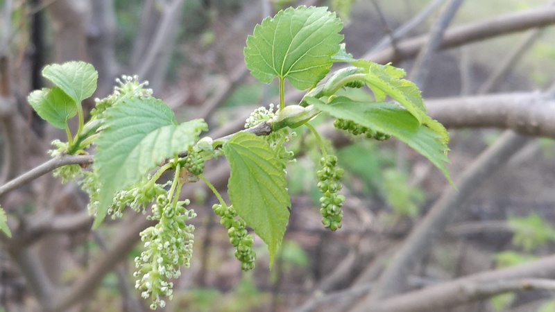 クワの雄花 川崎市幸区さいわいふるさと公園