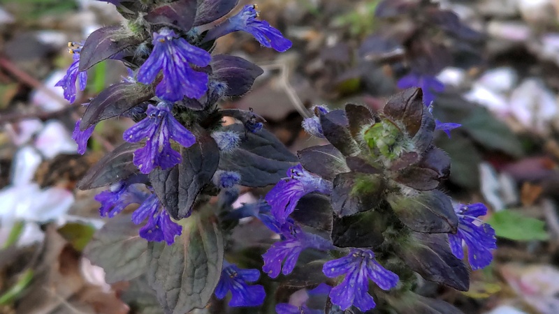 セイヨウジュウニヒトエの花 川崎市幸区さいわいふるさと公園