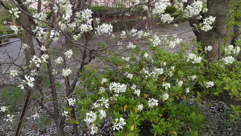 アメリカザイフリボクの花 川崎市幸区創造のもり
