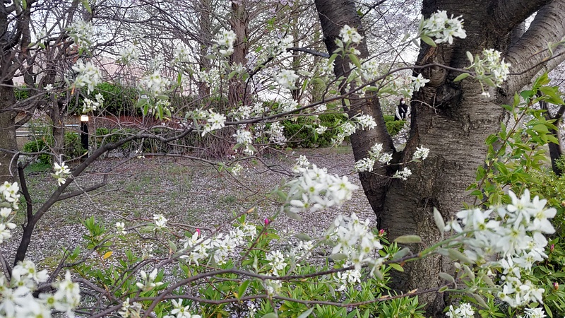 アメリカザイフリボクの花 川崎市幸区創造のもり