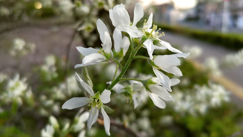 アメリカザイフリボクの花 川崎市幸区創造のもり