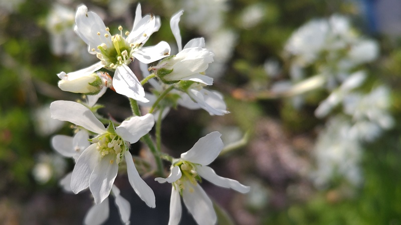 アメリカザイフリボクの花 川崎市幸区創造のもり