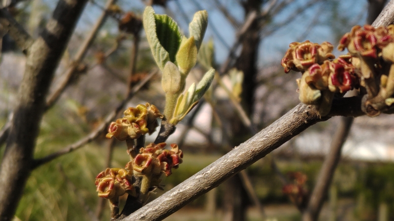 シナマンサクの花後 川崎市幸区創造のもり