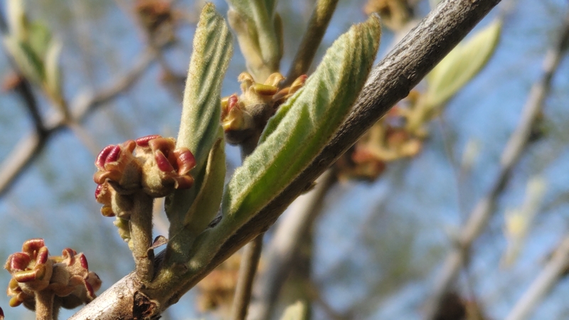 シナマンサクの花後 川崎市幸区創造のもり