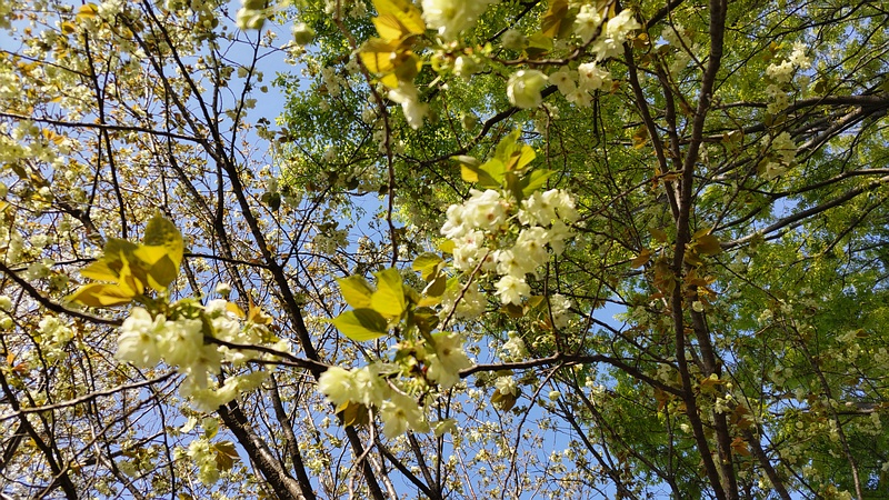 ウコンザクラの花 川崎市幸区さいわいふるさと公園