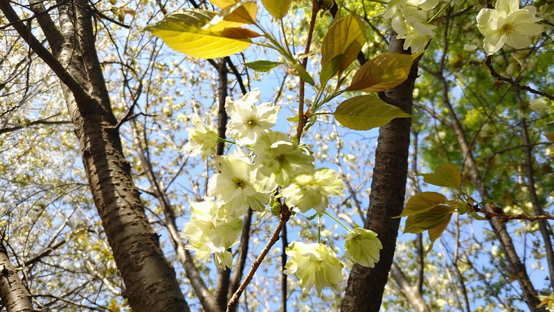 ウコンザクラの花 川崎市幸区さいわいふるさと公園