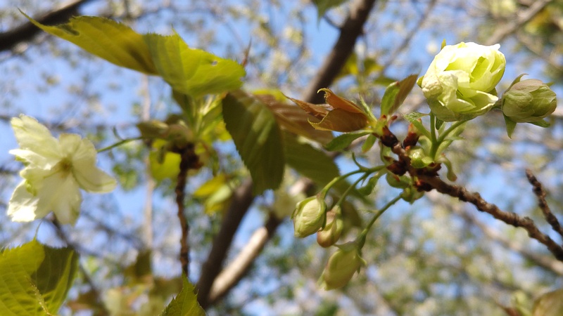 ウコンザクラの花 川崎市幸区さいわいふるさと公園
