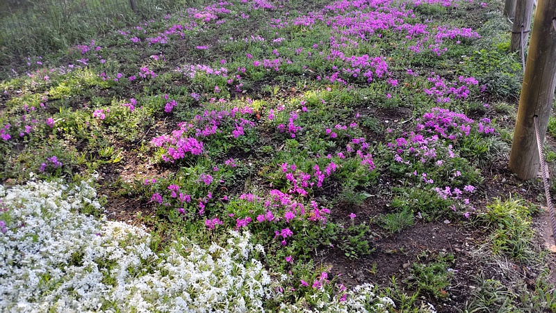 シバザクラの花 川崎市幸区さいわいふるさと公園