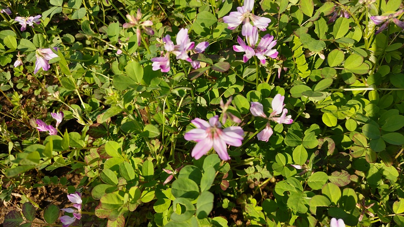 レンゲソウの花 川崎市幸区さいわいふるさと公園