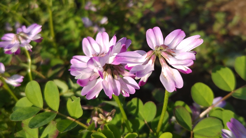 レンゲソウの花 川崎市幸区さいわいふるさと公園