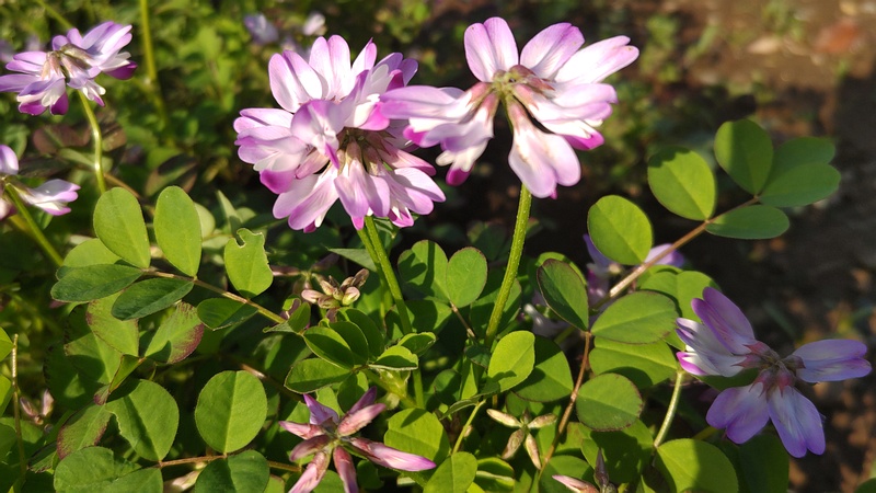 レンゲソウの花 川崎市幸区さいわいふるさと公園