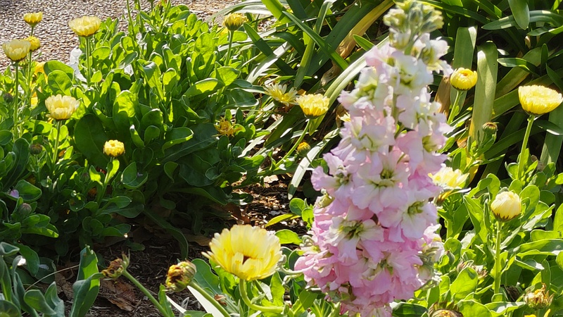 アラセイトウの花 川崎市幸区さいわいふるさと公園
