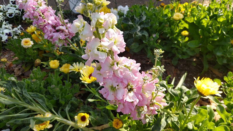 アラセイトウの花 川崎市幸区さいわいふるさと公園