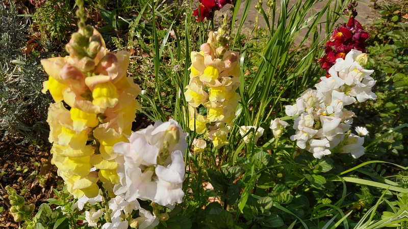 キンギョソウの花 川崎市幸区さいわいふるさと公園
