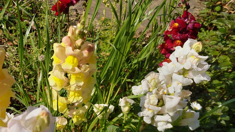 キンギョソウの花 川崎市幸区さいわいふるさと公園