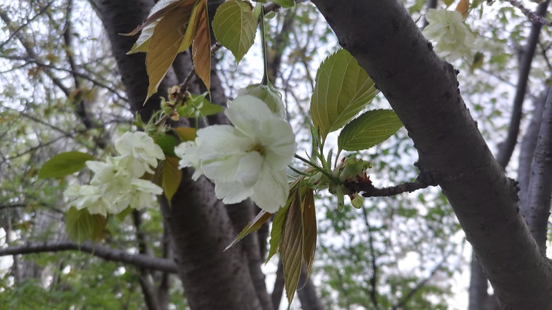 ウコンザクラの花 川崎市幸区さいわいふるさと公園