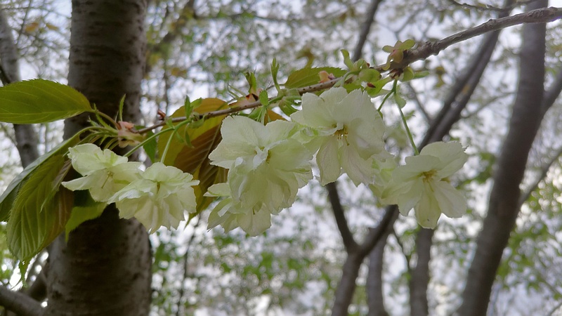 ウコンザクラの花 川崎市幸区さいわいふるさと公園