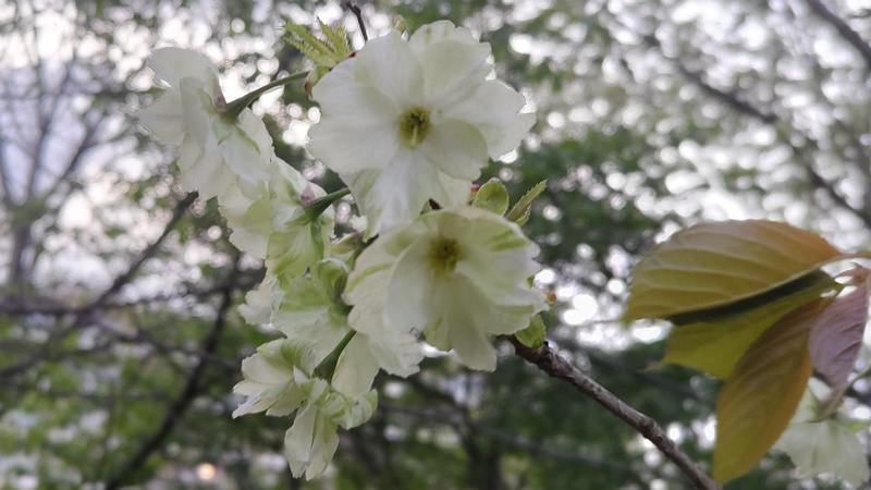 ウコンザクラの花 川崎市幸区さいわいふるさと公園