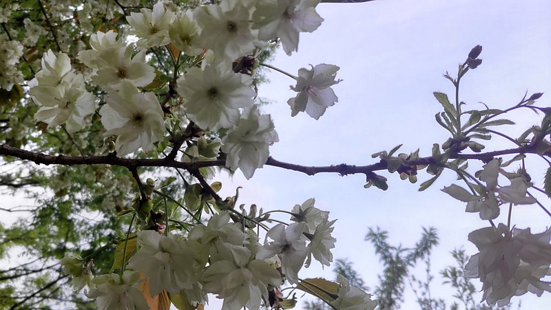 ウコンザクラの花 川崎市幸区さいわいふるさと公園