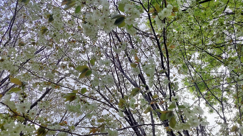 ウコンザクラの花 川崎市幸区さいわいふるさと公園