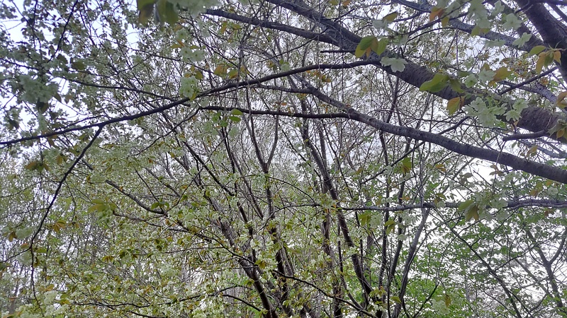 ウコンザクラの花 川崎市幸区さいわいふるさと公園