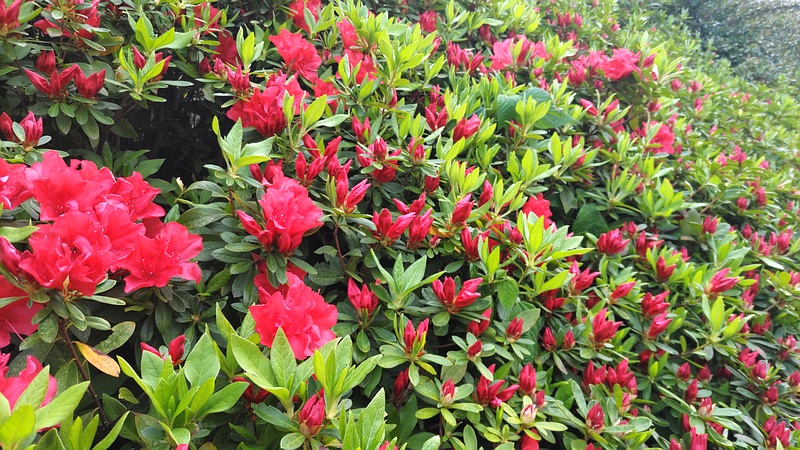 ツツジの花 川崎市幸区創造のもり