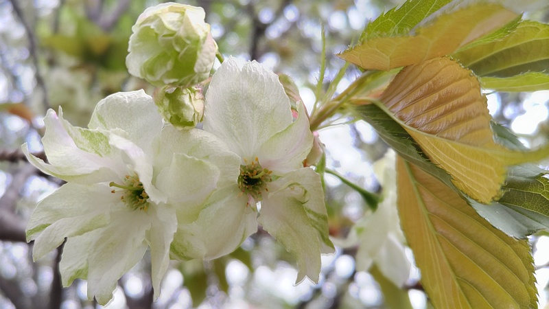 ウコンザクラの花 川崎市幸区さいわいふるさと公園