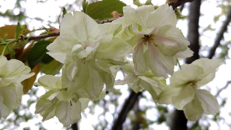 ウコンザクラの花 川崎市幸区さいわいふるさと公園