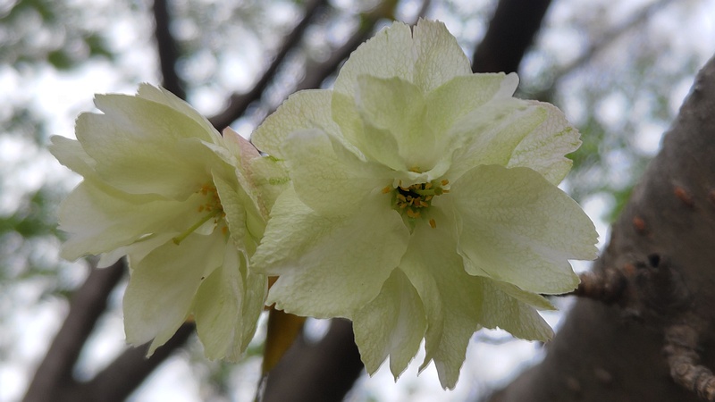 ウコンザクラの花 川崎市幸区さいわいふるさと公園