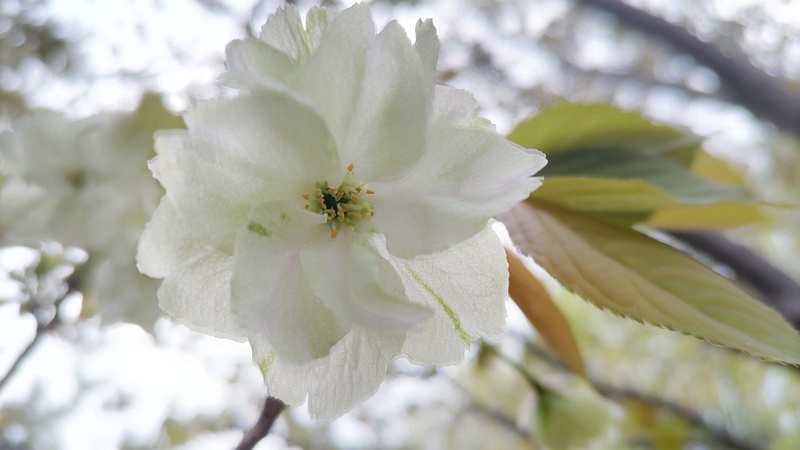 ウコンザクラの花 川崎市幸区さいわいふるさと公園