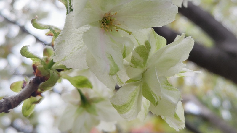 ウコンザクラの花 川崎市幸区さいわいふるさと公園
