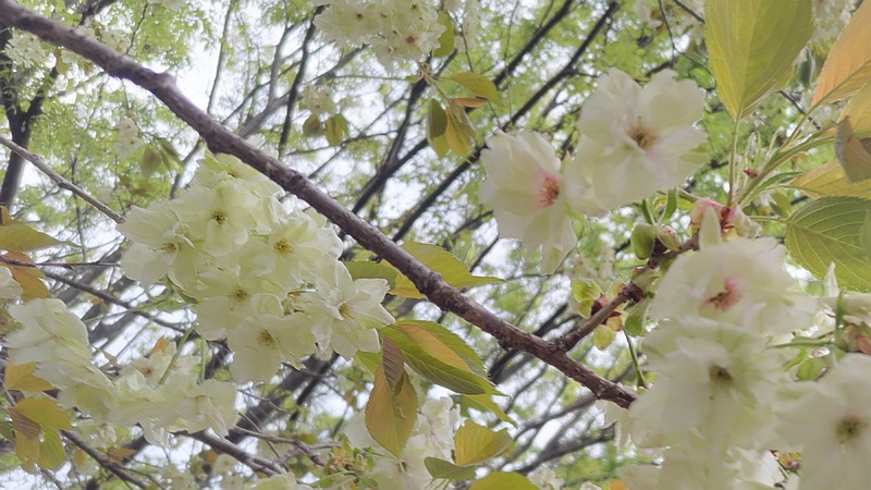 ウコンザクラの花 川崎市幸区さいわいふるさと公園