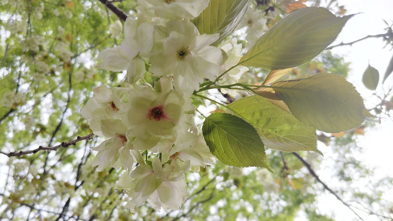 ウコンザクラの花 川崎市幸区さいわいふるさと公園