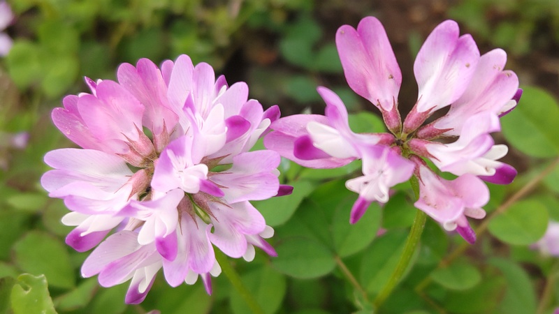 レンゲソウの花 川崎市幸区さいわいふるさと公園