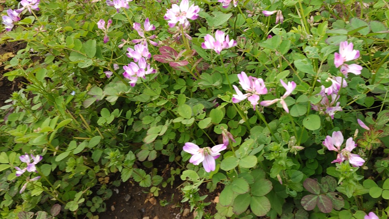 レンゲソウの花 川崎市幸区さいわいふるさと公園