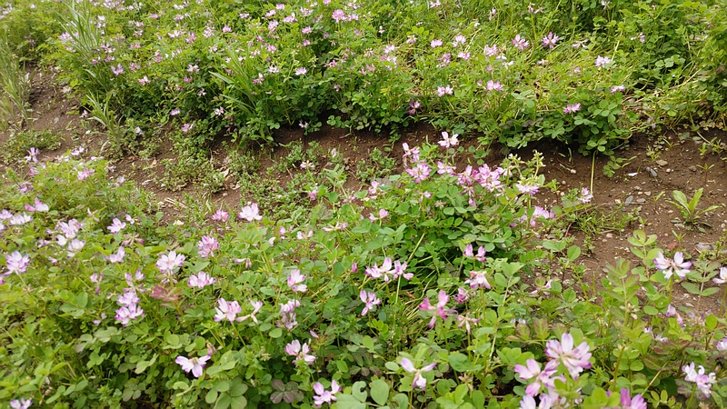 レンゲソウの花 川崎市幸区さいわいふるさと公園