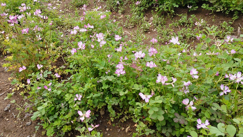 レンゲソウの花 川崎市幸区さいわいふるさと公園