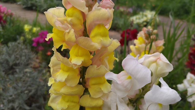 キンギョソウの花 川崎市幸区さいわいふるさと公園