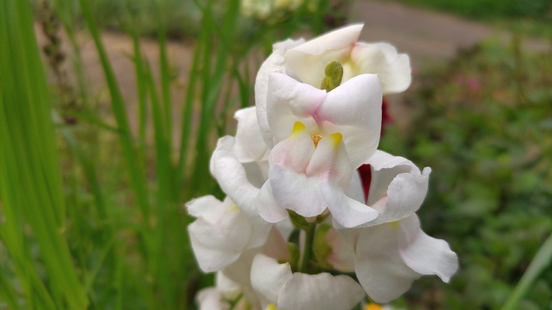 キンギョソウの花 川崎市幸区さいわいふるさと公園