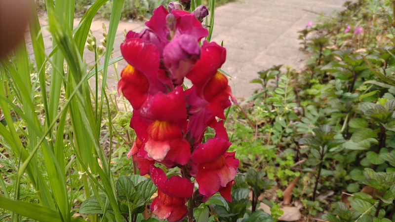 キンギョソウの花 川崎市幸区さいわいふるさと公園